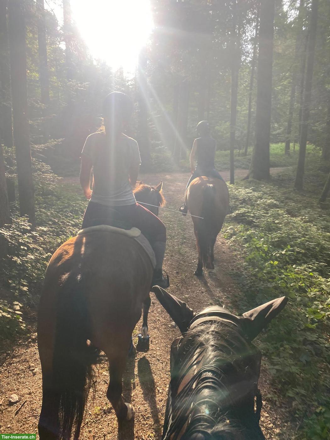 Bild 2: Reit- und Pflegebeteiligungen (Pferde & Ponys)