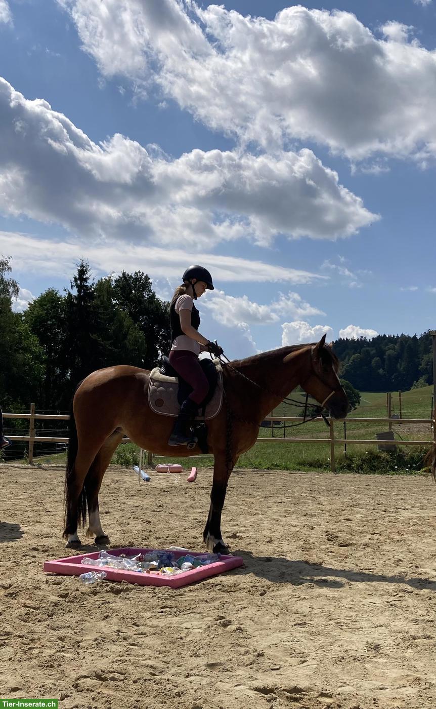 Bild 3: Reit- und Pflegebeteiligungen (Pferde & Ponys)