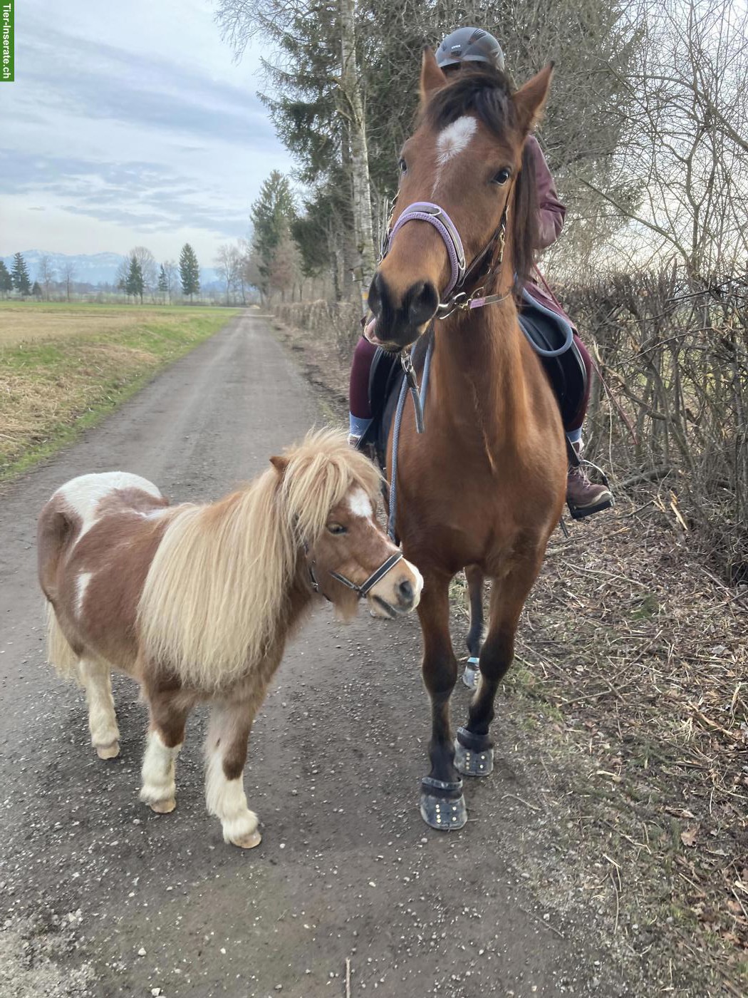 Bild 6: Reit- und Pflegebeteiligungen (Pferde & Ponys)