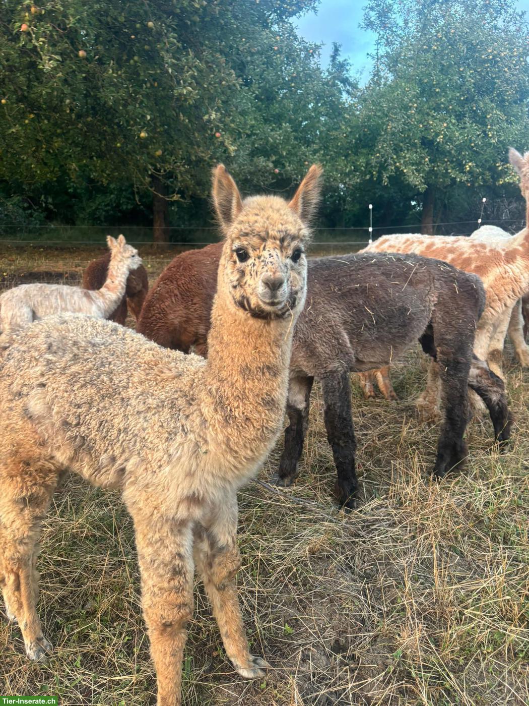 Bild 4: Alpakas für Zucht und Hobby