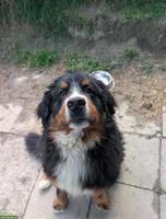 2 reinrassige Berner Sennenhunde, Rüde & Hündin, ohne Stammbaum