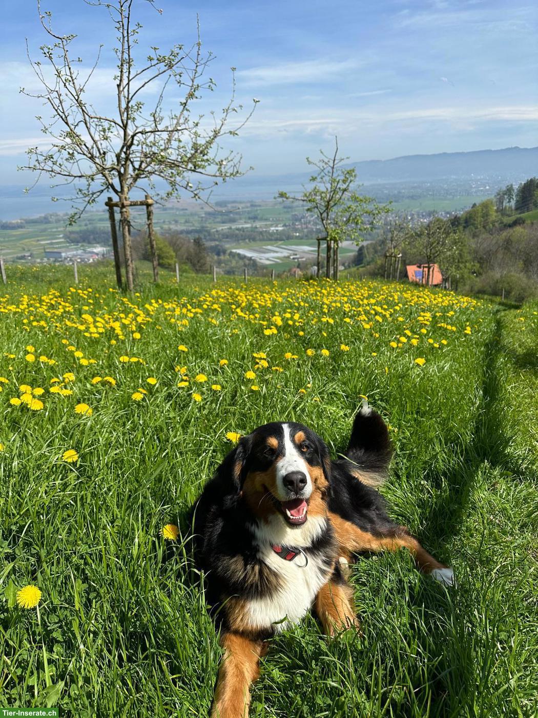 Bild 3: 2 reinrassige Berner Sennenhunde, Rüde & Hündin, ohne Stammbaum