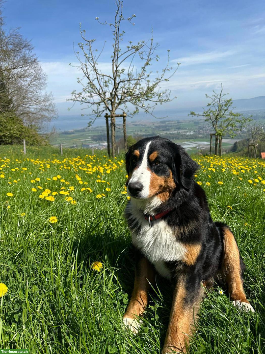 Bild 4: 2 reinrassige Berner Sennenhunde, Rüde & Hündin, ohne Stammbaum