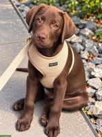 Junger Labrador Rüde, braun, stubenrein