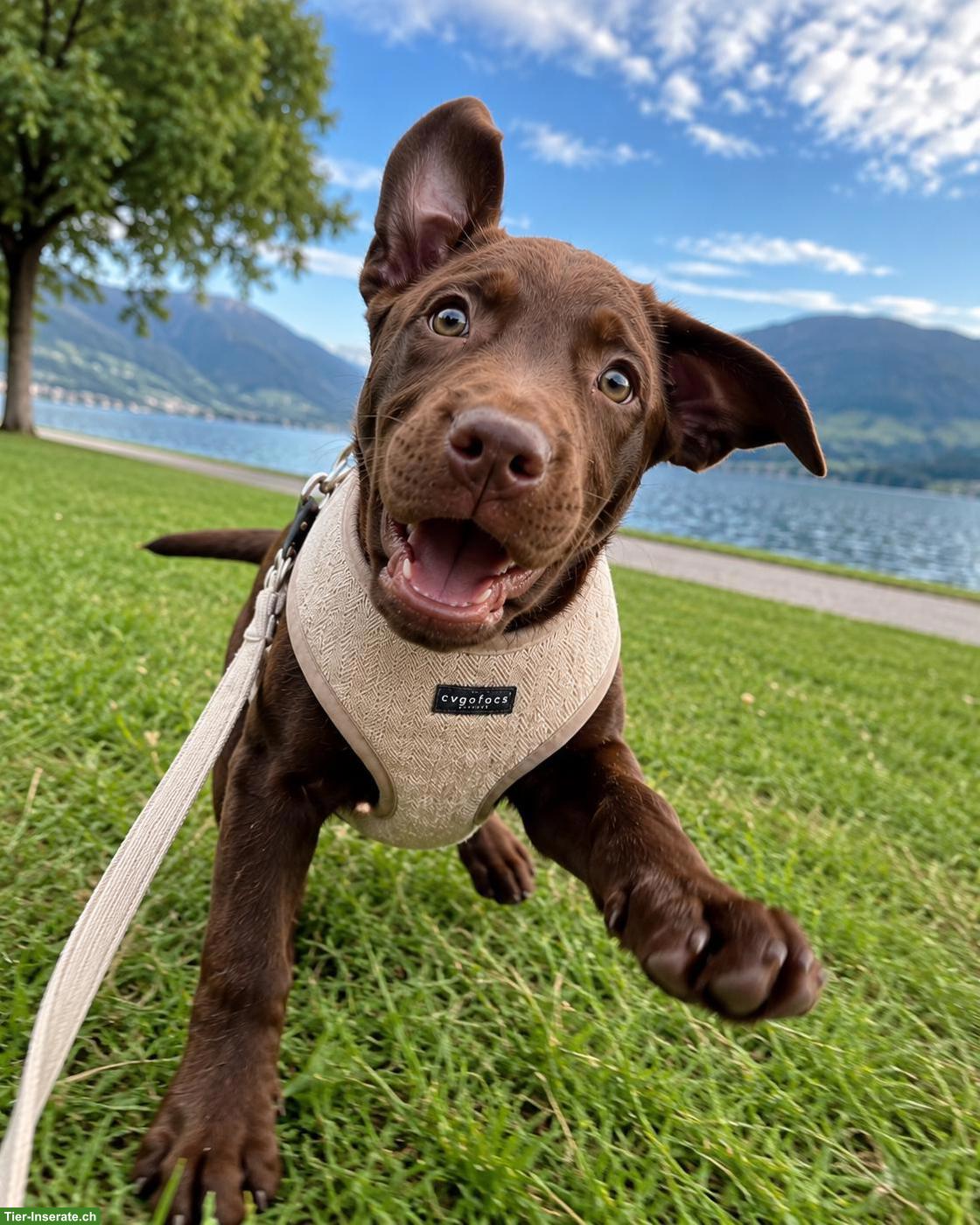 Bild 2: Junger Labrador Rüde, braun, stubenrein