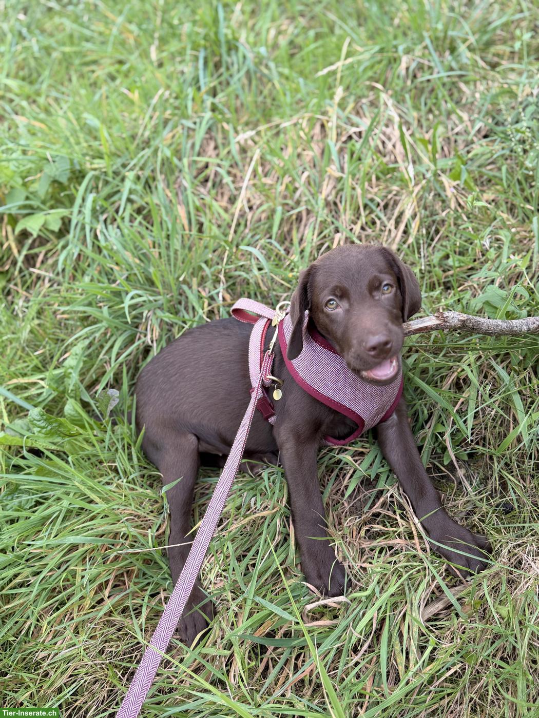 Bild 3: Junger Labrador Rüde, braun, stubenrein
