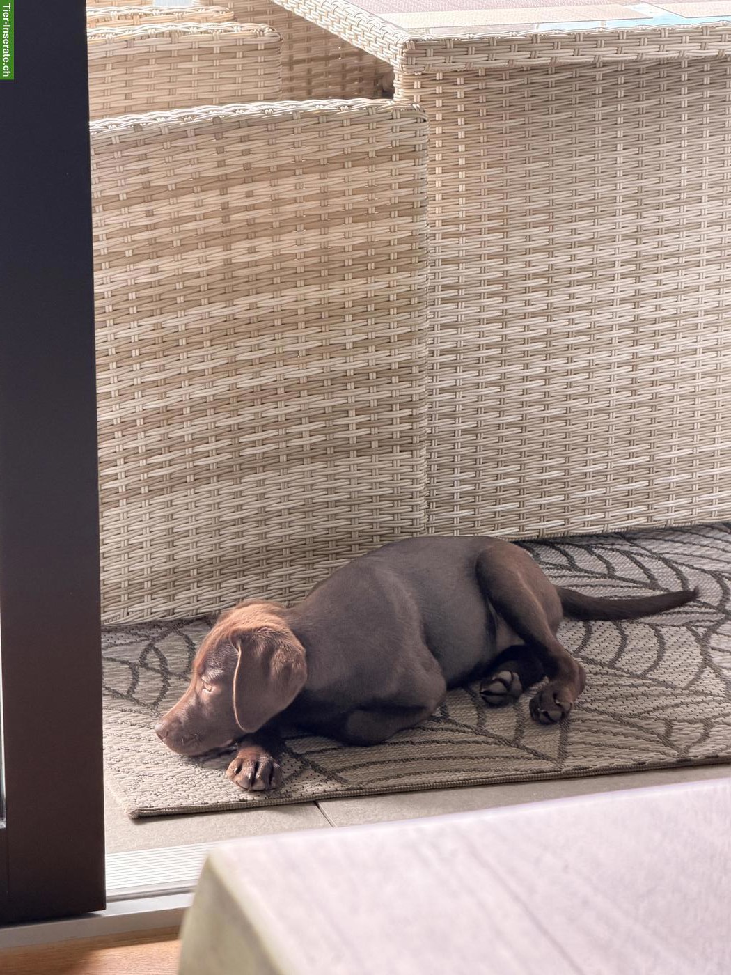 Bild 4: Junger Labrador Rüde, braun, stubenrein