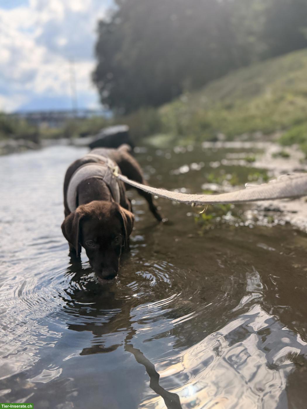 Bild 6: Junger Labrador Rüde, braun, stubenrein