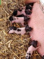 Göttinger Minipig vom Gantrisch