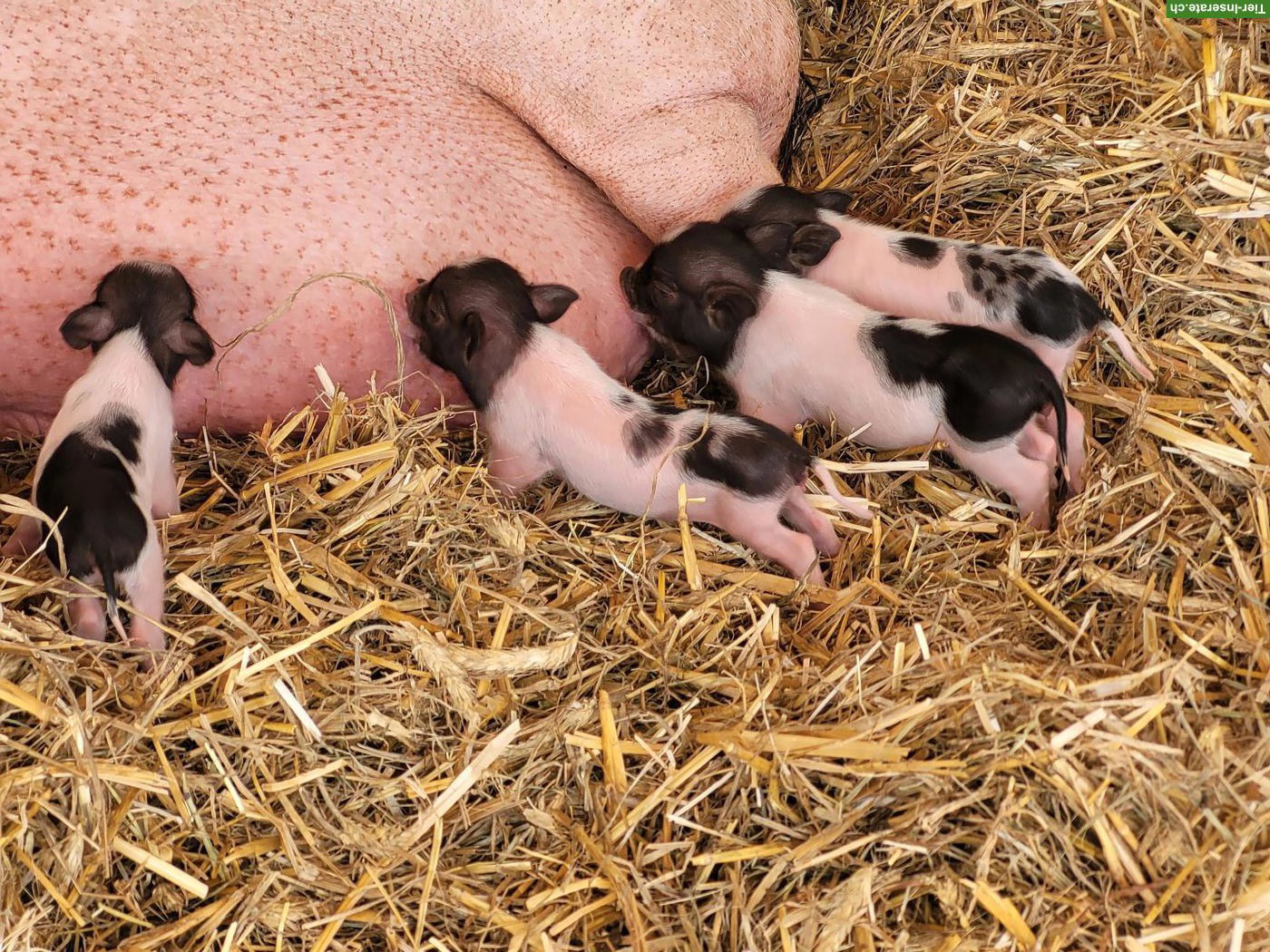 Bild 2: Göttinger Minipig vom Gantrisch