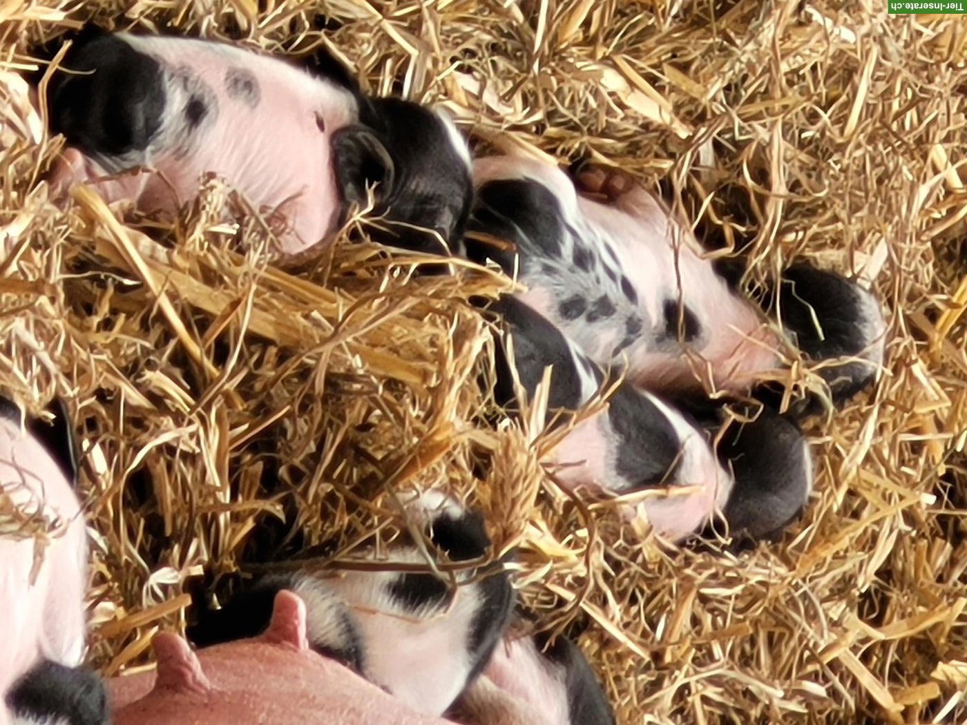 Bild 3: Göttinger Minipig vom Gantrisch