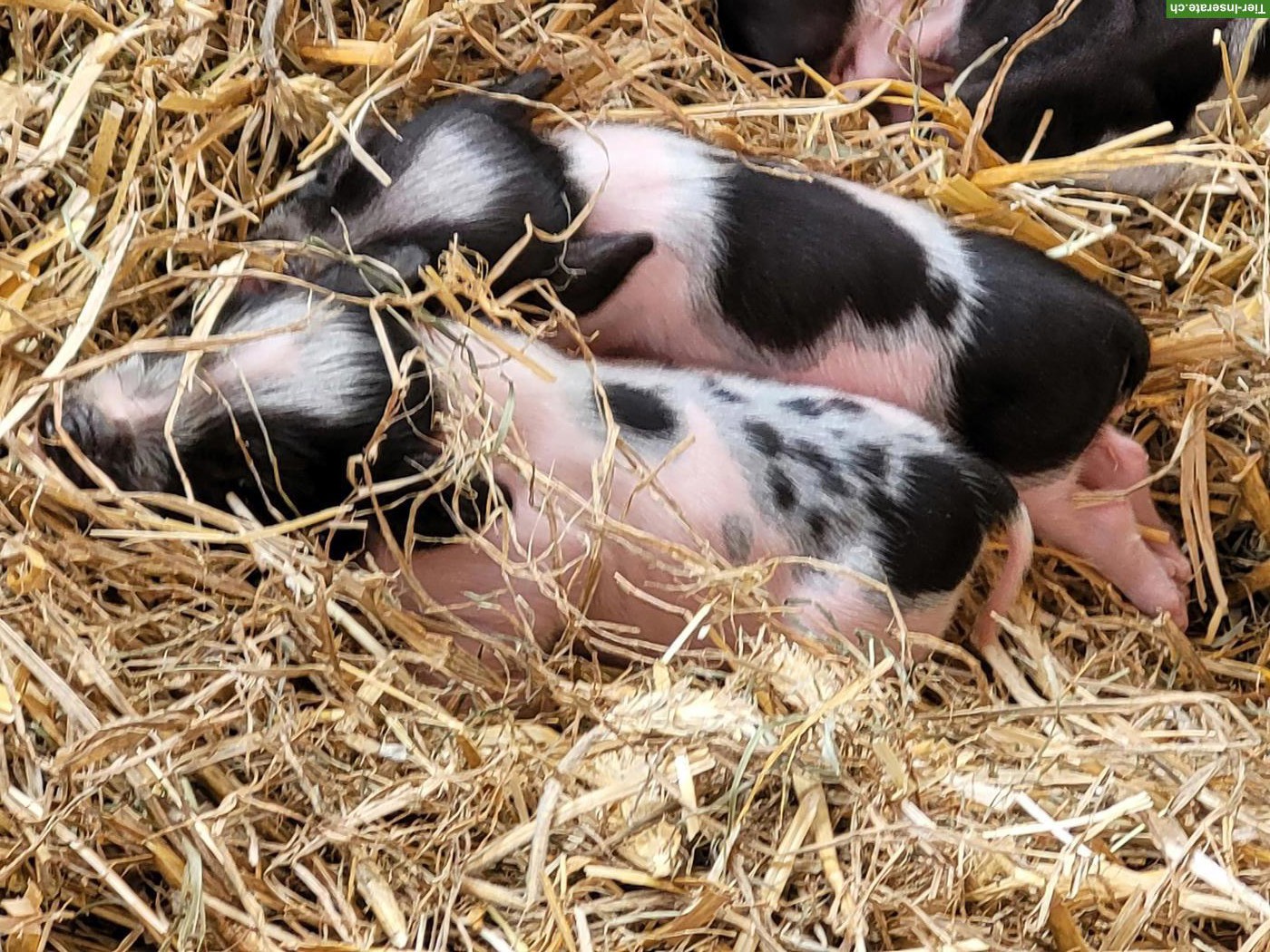 Bild 4: Göttinger Minipig vom Gantrisch