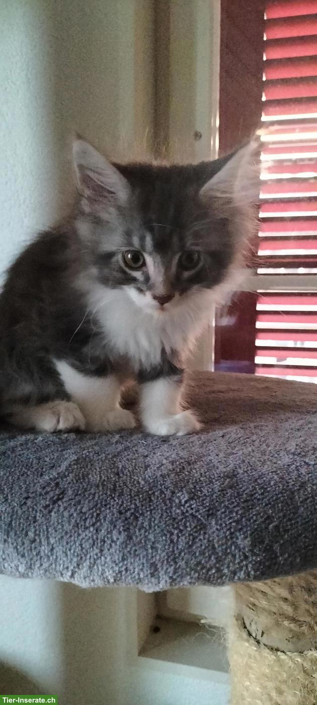 Maine Coon Kitten, weiss-rot und grau-blau