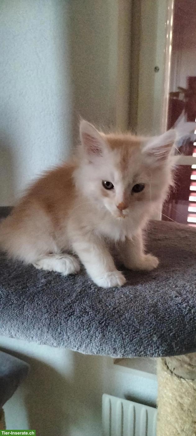 Bild 2: Maine Coon Kitten, weiss-rot und grau-blau