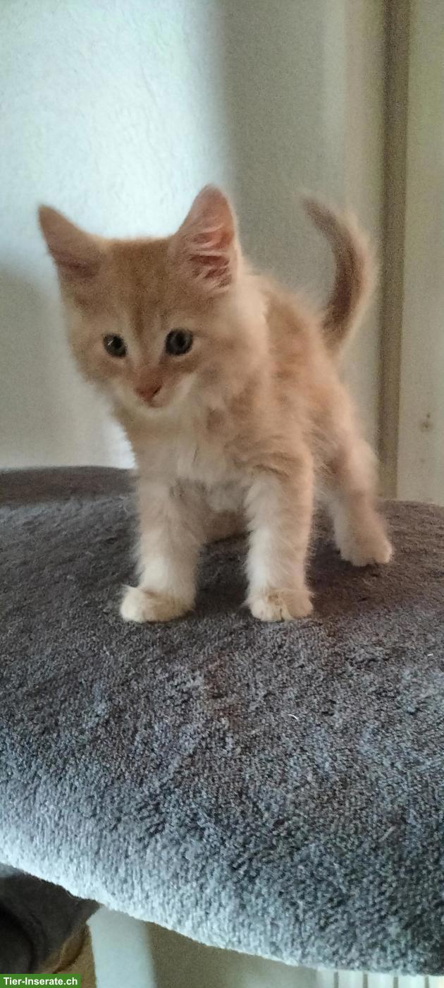 Bild 3: Maine Coon Kitten, weiss-rot und grau-blau