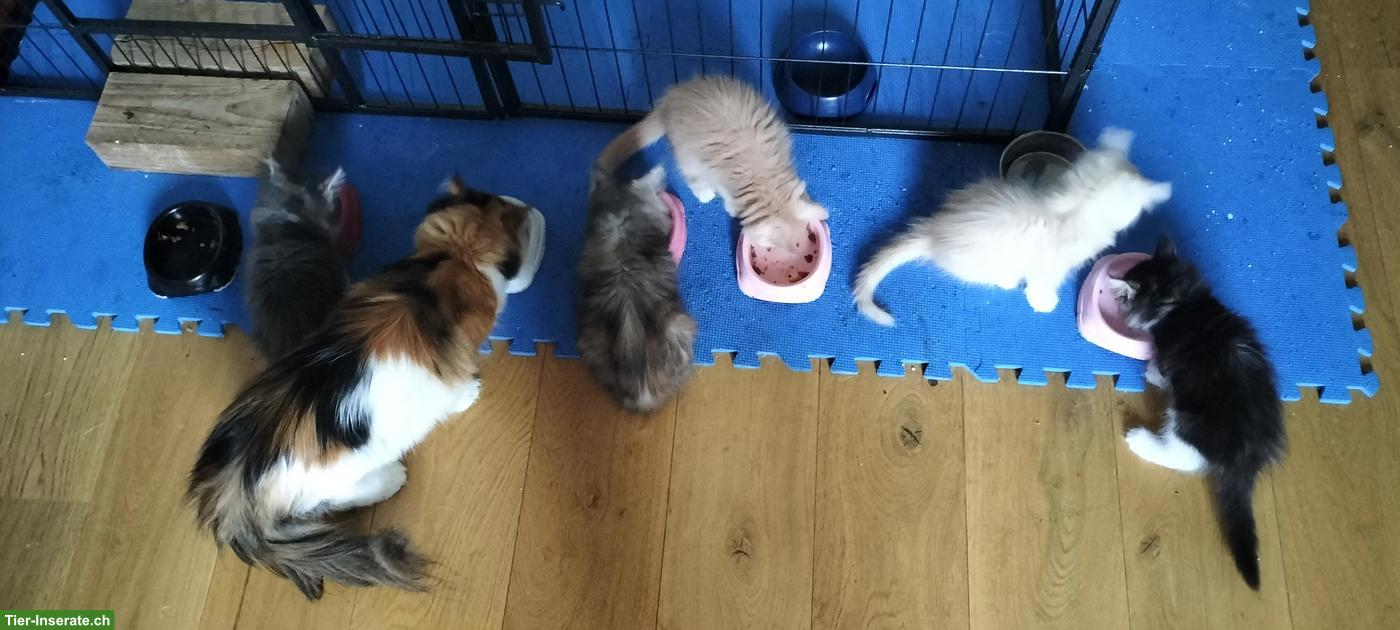 Bild 4: Maine Coon Kitten, weiss-rot und grau-blau