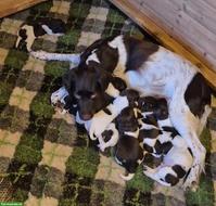 Kleine Münsterländer Welpen