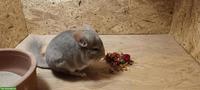 Quirliger Chinchilla-Nachwuchs sucht artgerechtes Lebensplätzli!