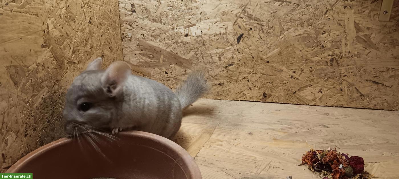 Bild 2: Quirliger Chinchilla-Nachwuchs sucht artgerechtes Lebensplätzli!