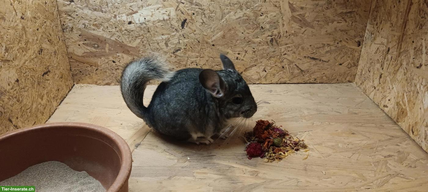 Bild 3: Quirliger Chinchilla-Nachwuchs sucht artgerechtes Lebensplätzli!