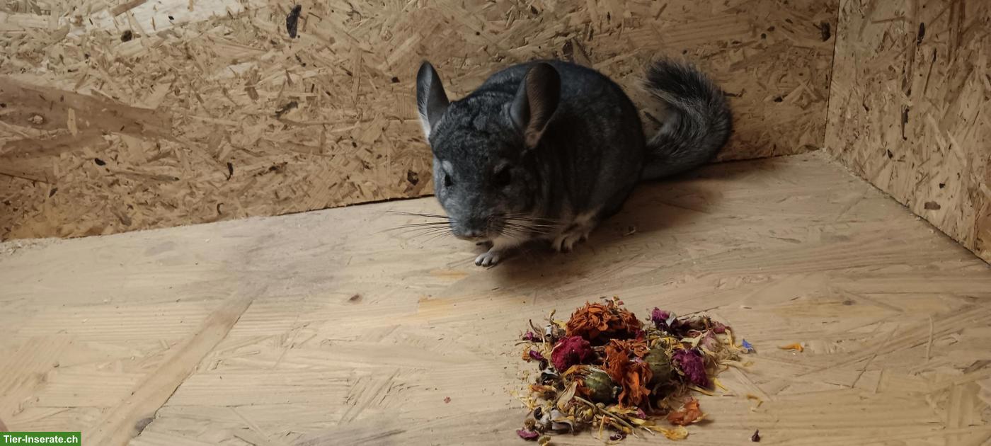 Bild 4: Quirliger Chinchilla-Nachwuchs sucht artgerechtes Lebensplätzli!