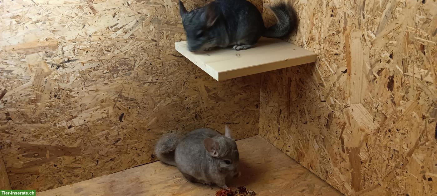 Bild 5: Quirliger Chinchilla-Nachwuchs sucht artgerechtes Lebensplätzli!