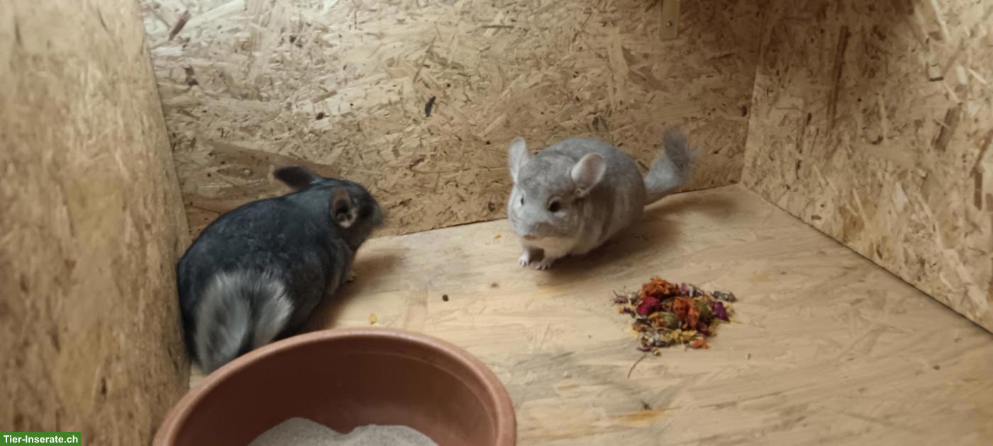 Bild 6: Quirliger Chinchilla-Nachwuchs sucht artgerechtes Lebensplätzli!