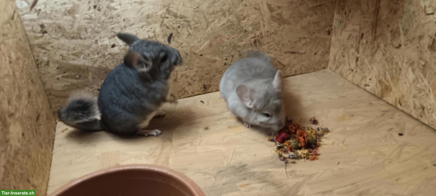 Bild 7: Quirliger Chinchilla-Nachwuchs sucht artgerechtes Lebensplätzli!