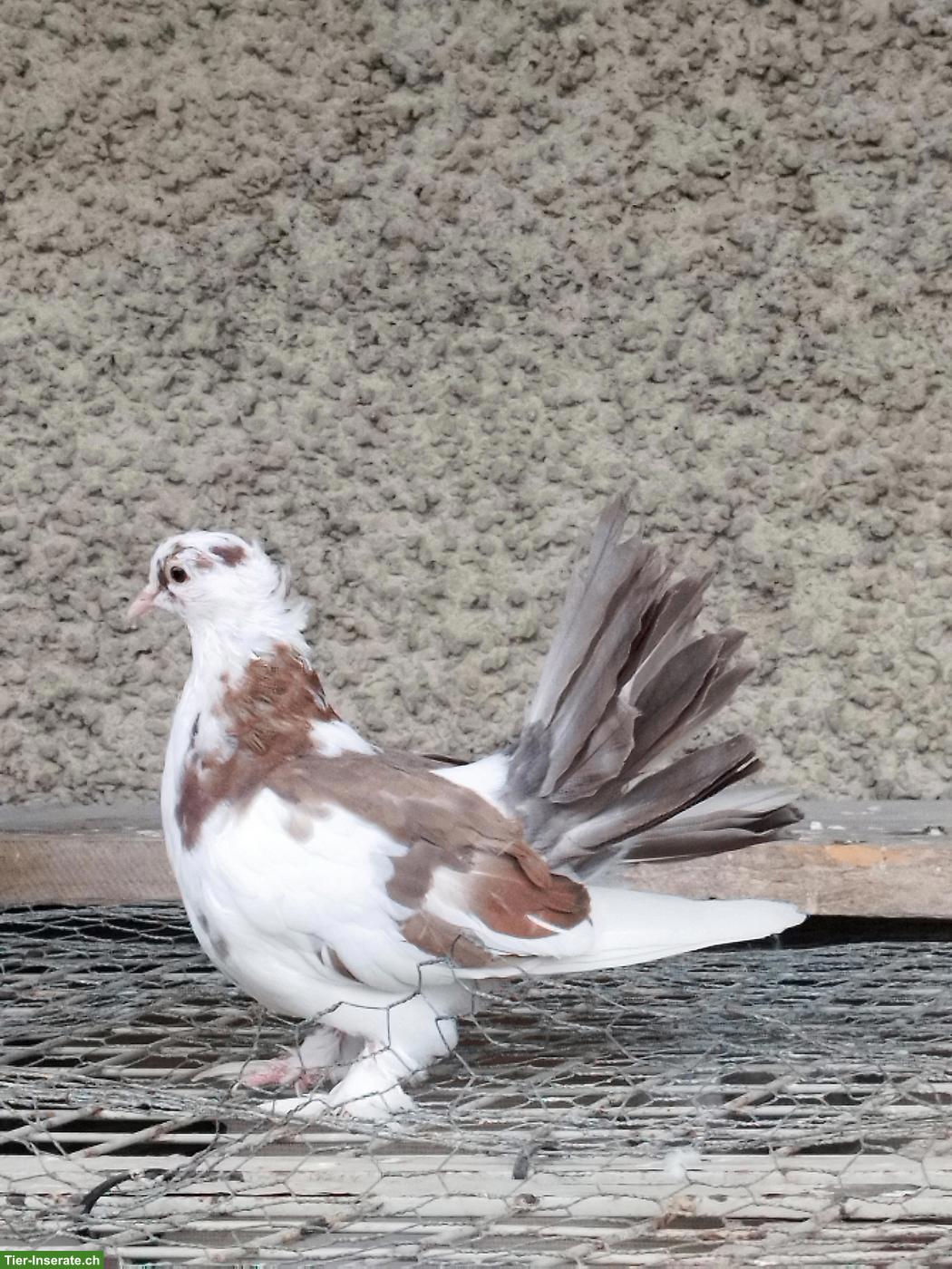 Bild 3: Junge Pfauentauben zu verkaufen