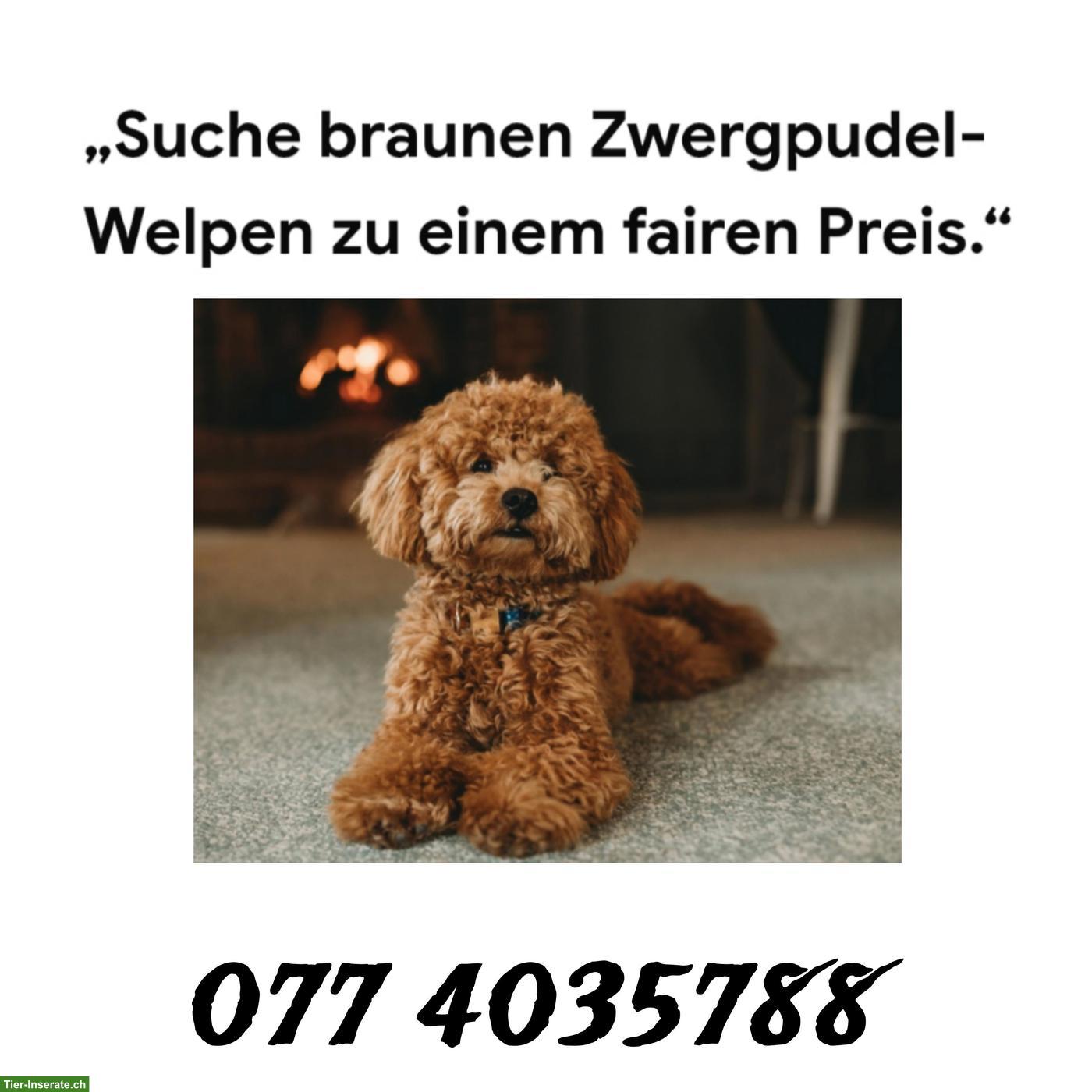 Zwergpudel Welpen in braun gesucht