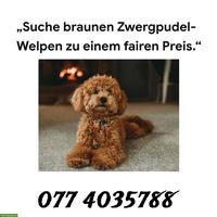 Zwergpudel Welpen in braun gesucht