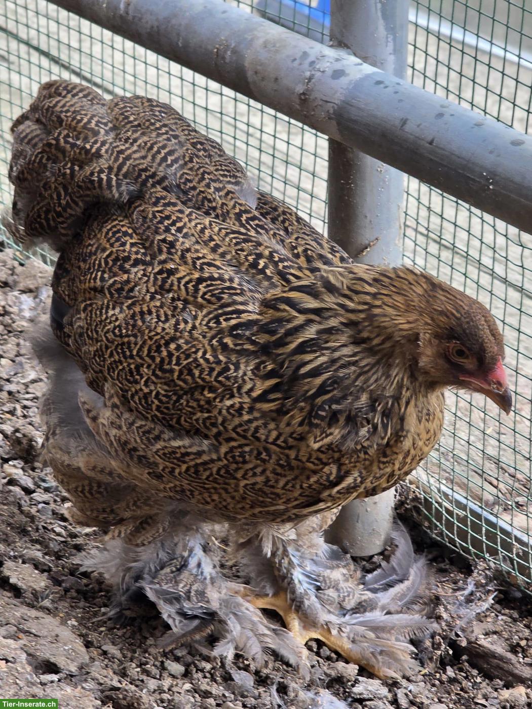 Bild 3: Junge Brahma Hennen zu verkaufen