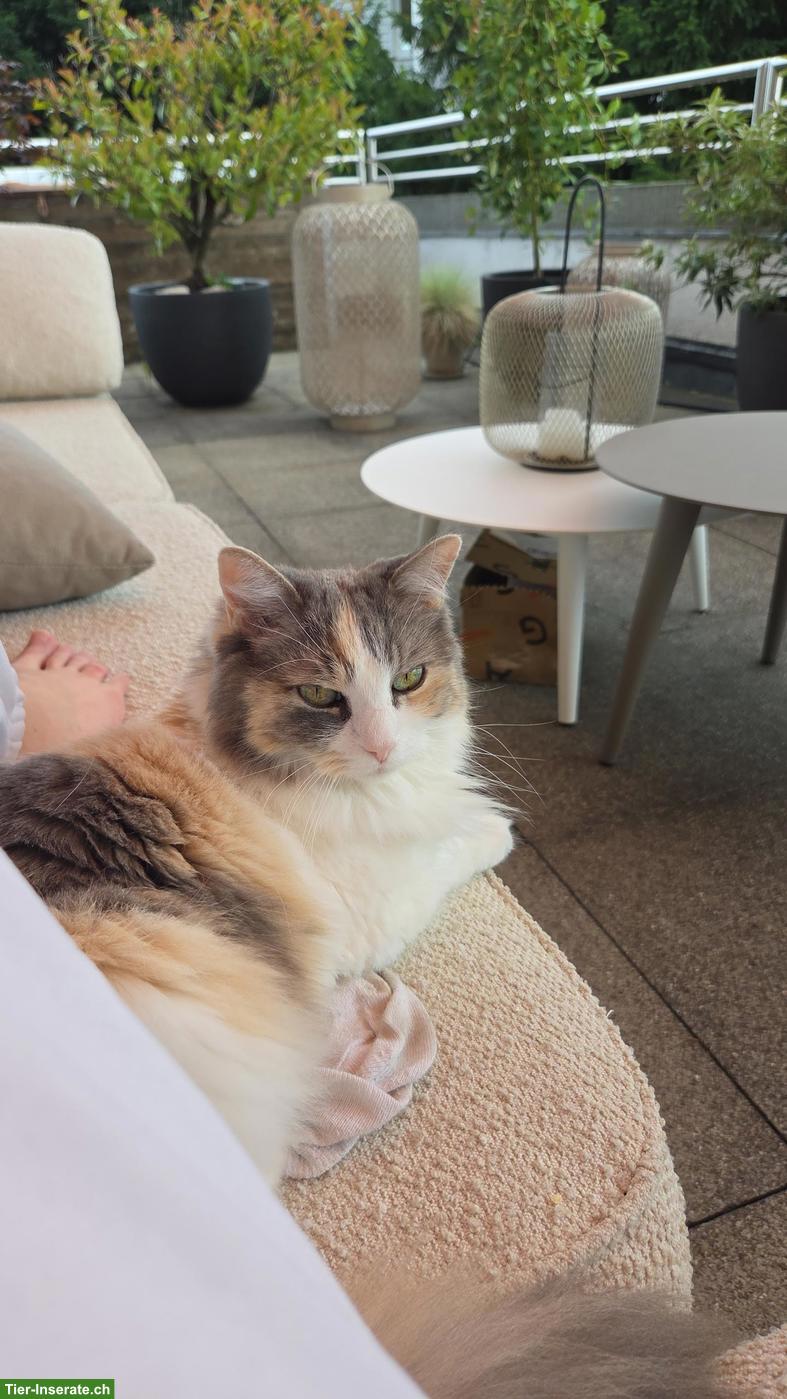 Katzenbetreuung - Ich freue mich Deine Katze betreuen zu dürfen