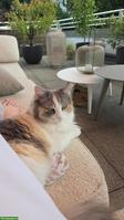 Katzenbetreuung - Ich freue mich Deine Katze betreuen zu dürfen