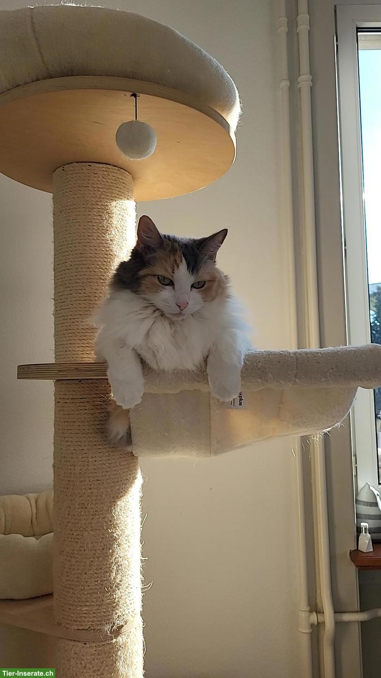 Bild 2: Katzenbetreuung - Ich freue mich Deine Katze betreuen zu dürfen
