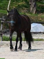 Gesucht: Offenstallplatz für Wallach in der Region oberer Zürichsee