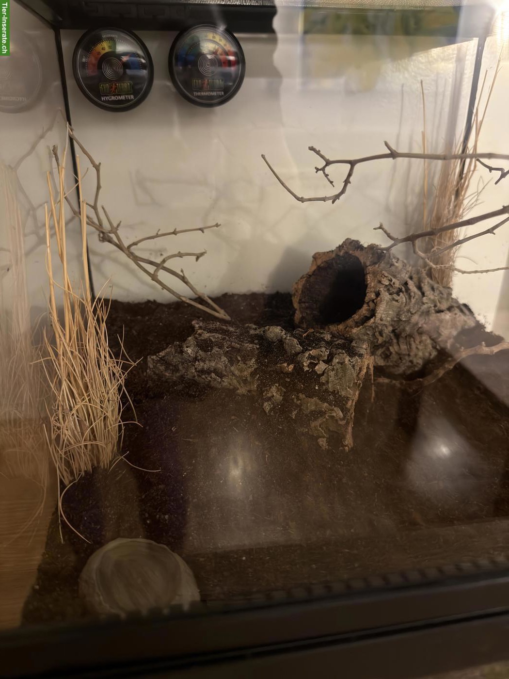 Junge Chromatopelma cyaneopubescens Vogelspinne