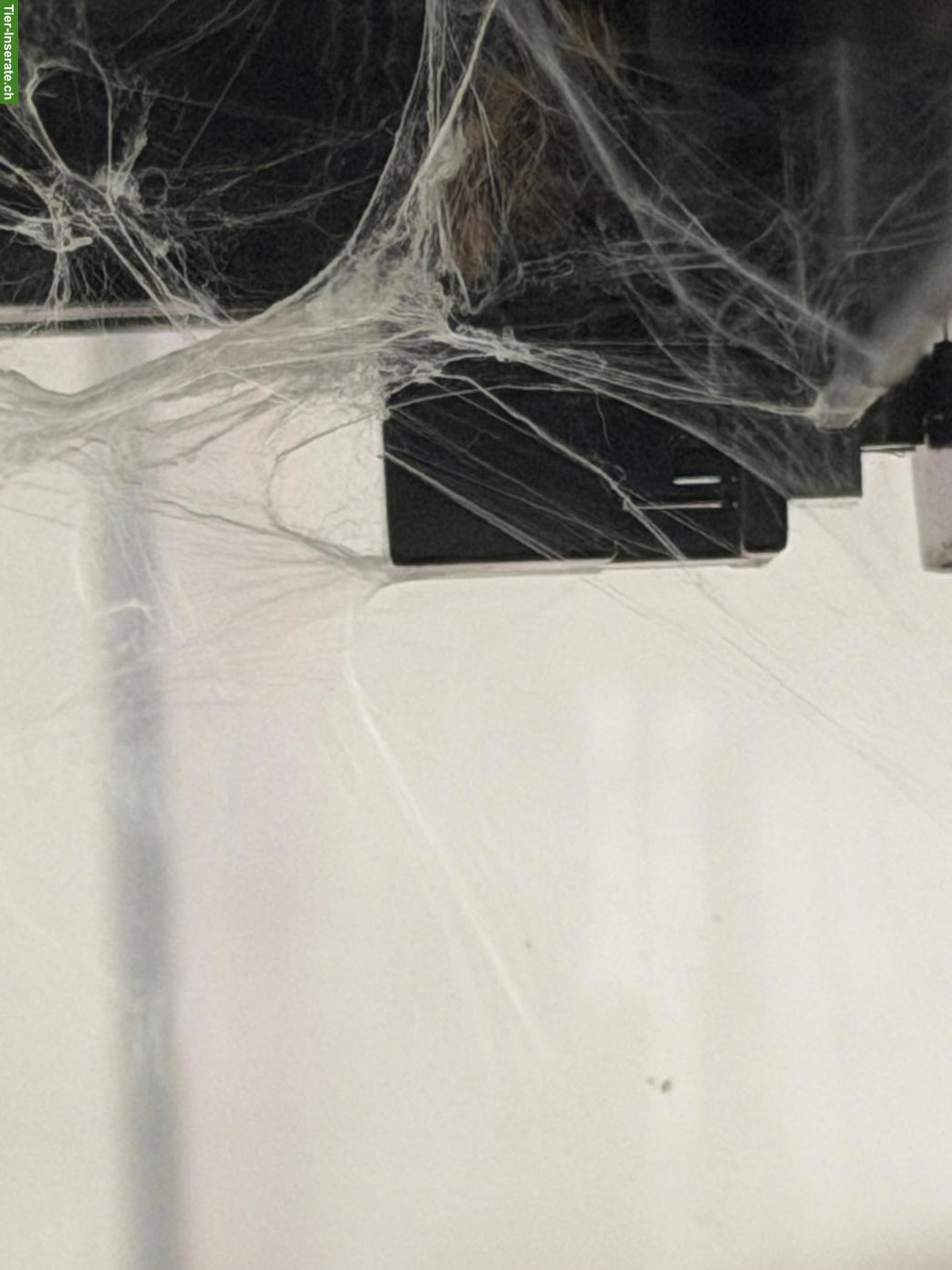 Bild 3: Junge Chromatopelma cyaneopubescens Vogelspinne