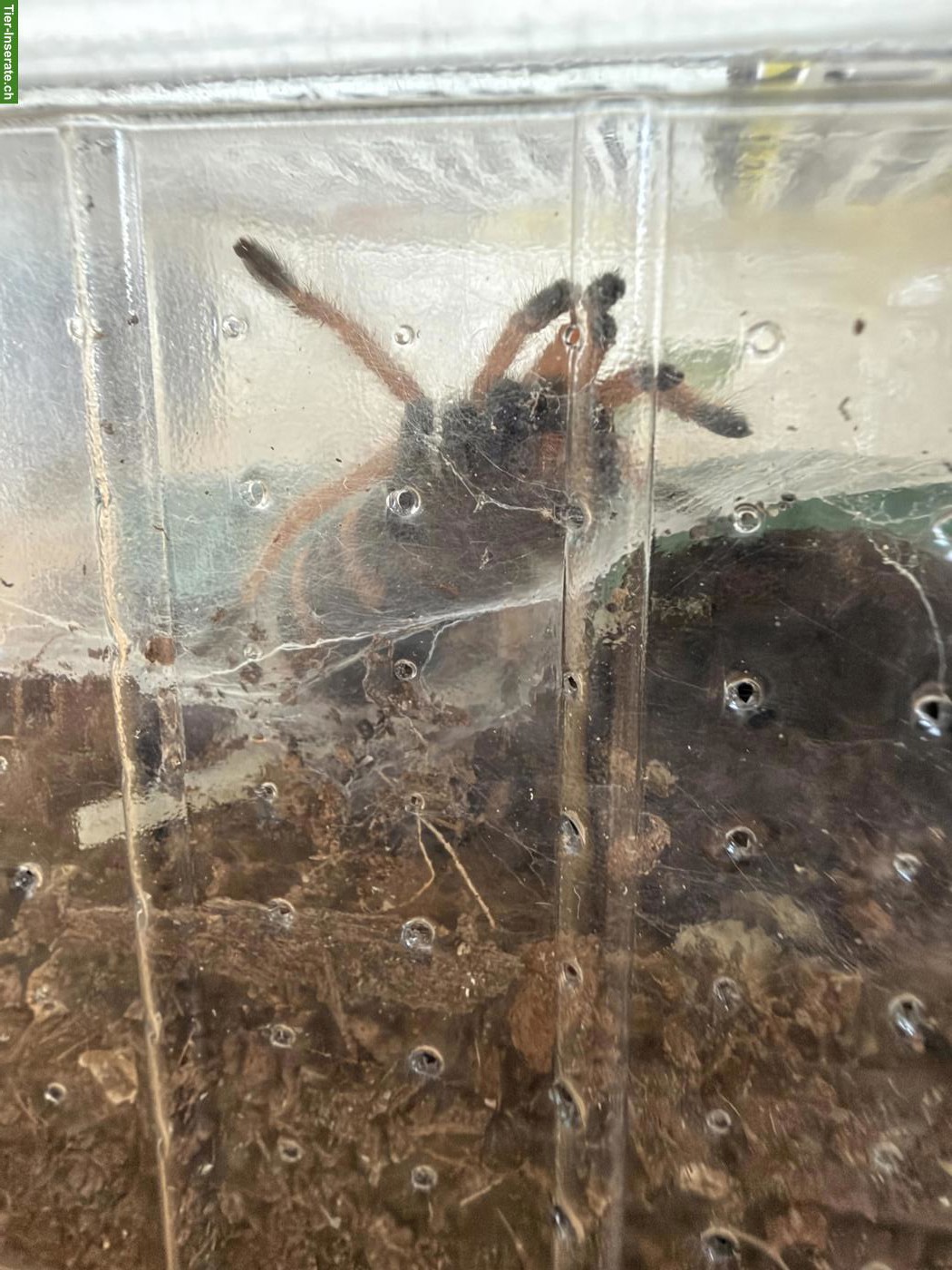 Bild 4: Junge Chromatopelma cyaneopubescens Vogelspinne