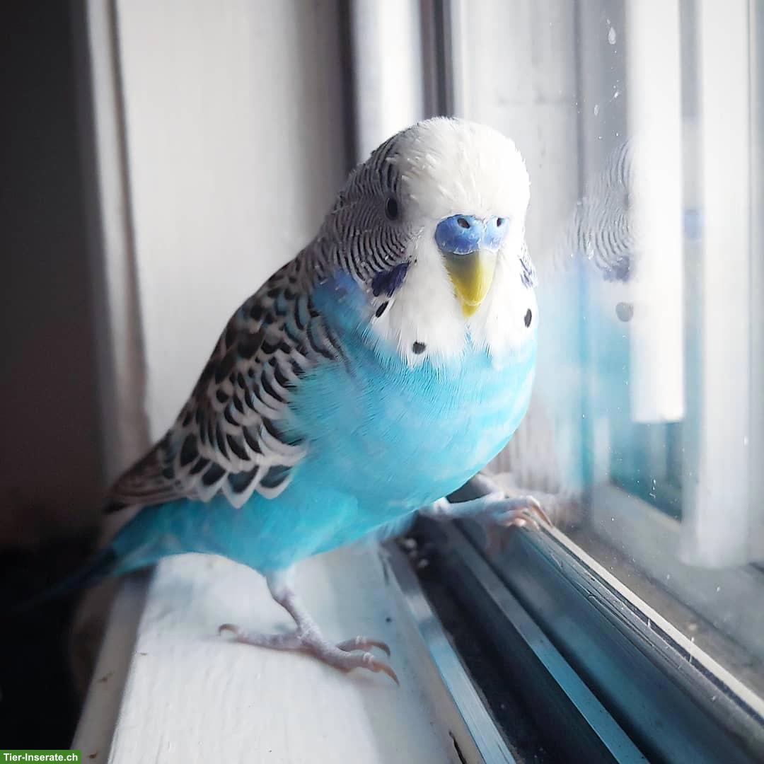 Blaues Wellensittich Männchen zu verkaufen