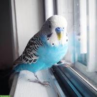 Blaues Wellensittich Männchen zu verkaufen