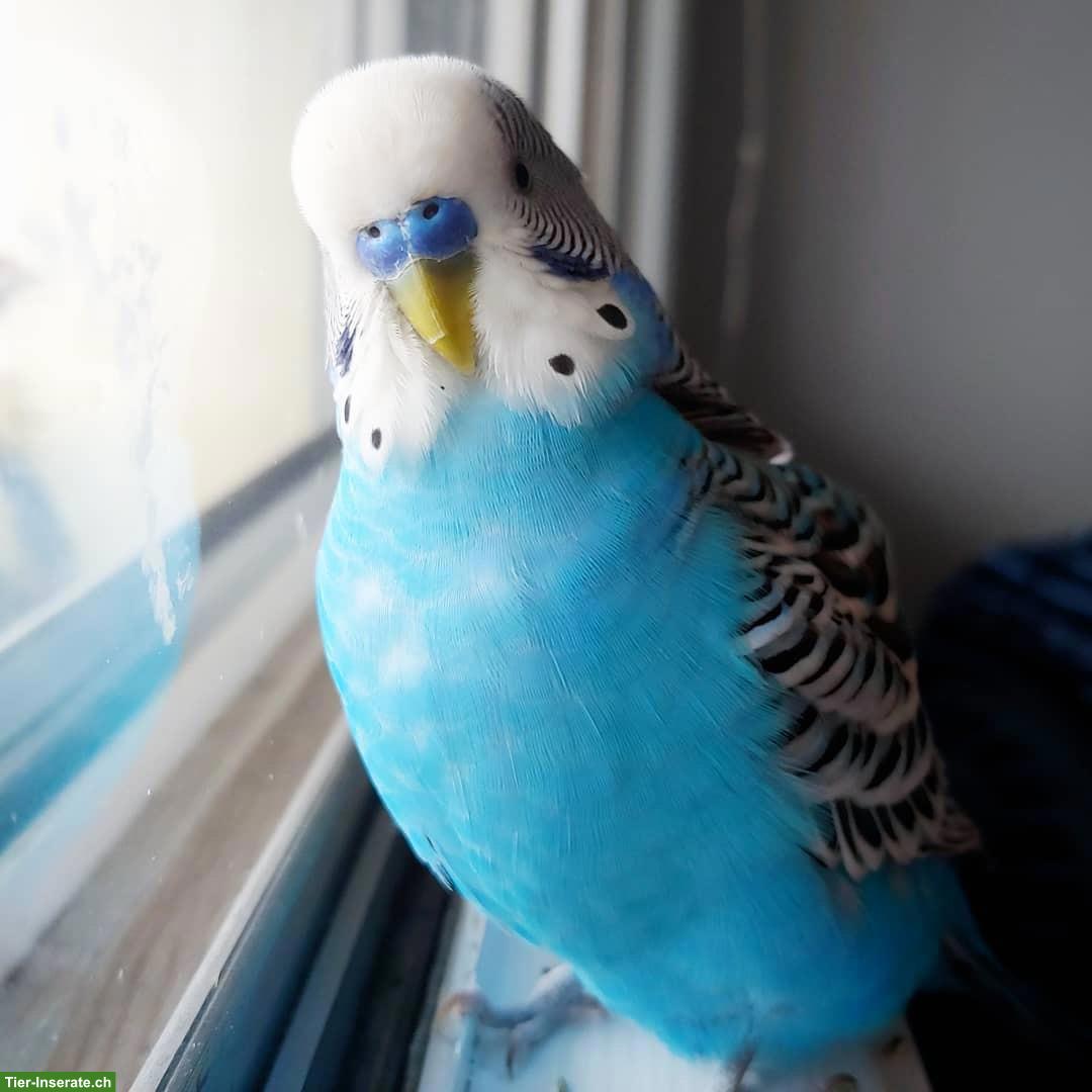 Bild 2: Blaues Wellensittich Männchen zu verkaufen