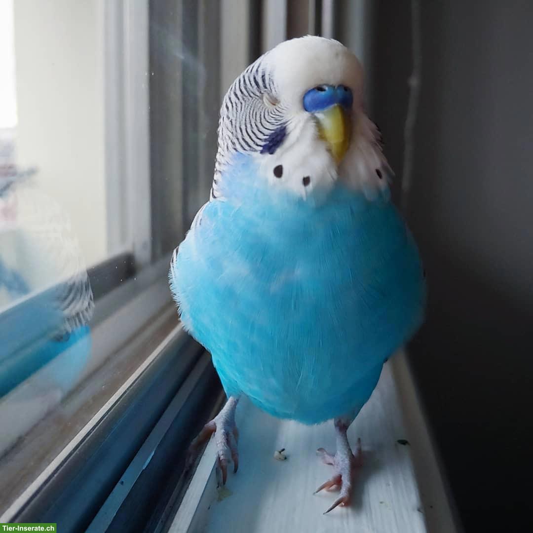 Bild 3: Blaues Wellensittich Männchen zu verkaufen