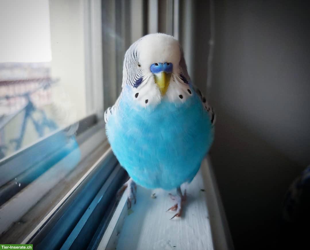 Bild 4: Blaues Wellensittich Männchen zu verkaufen