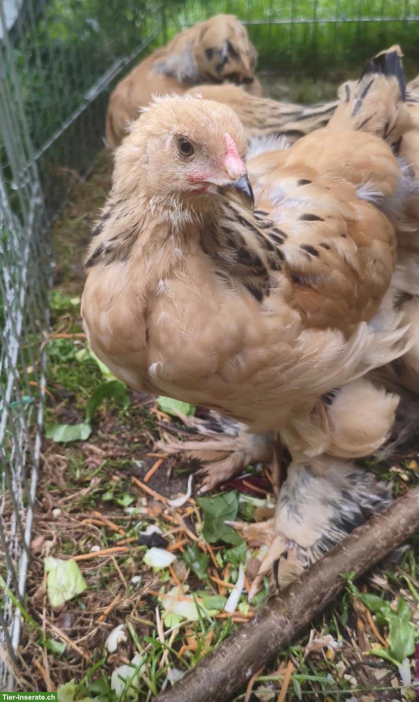 Bild 2: Goldige Brahma-Küken