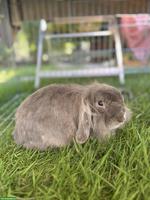 Löwenkopf Zwergkaninchen in grau sucht neues Zuhause