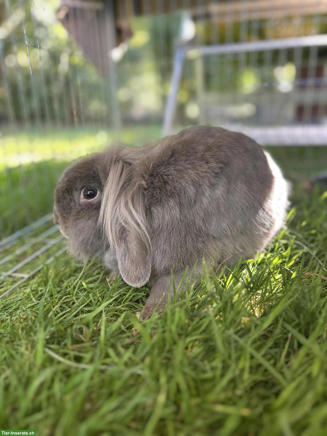 Bild 2: Löwenkopf Zwergkaninchen in grau sucht neues Zuhause