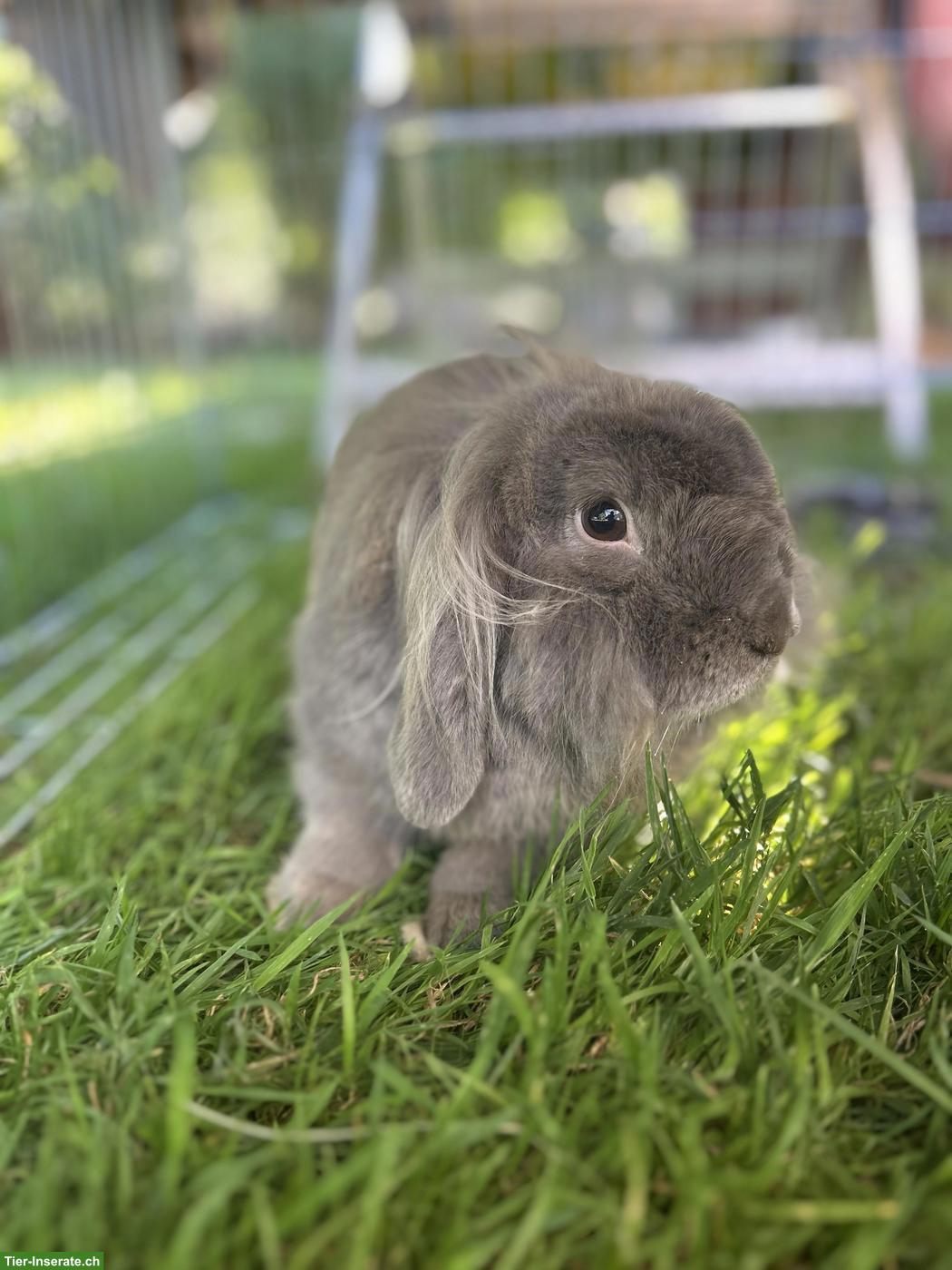 Bild 3: Löwenkopf Zwergkaninchen in grau sucht neues Zuhause