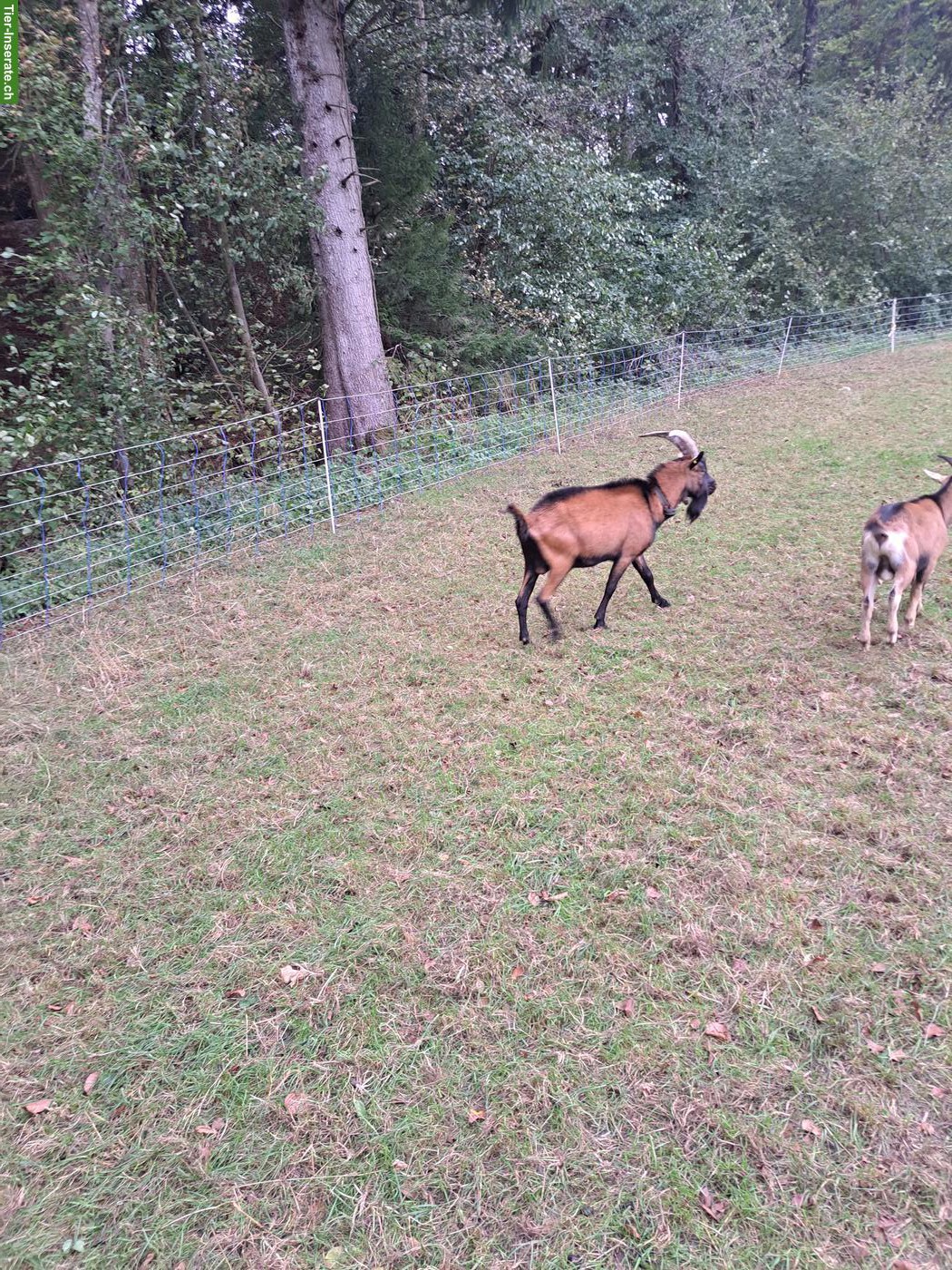 Bild 5: Gemsfarbiger Ziegenbock zu verkaufen