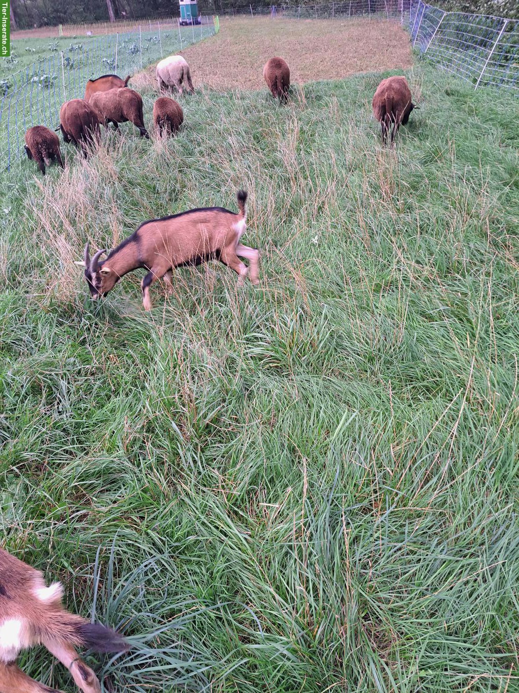 Bild 2: Junger Mischlings Ziegenbock zu verkaufen